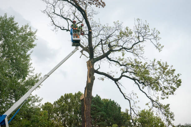 Best Stump Grinding and Removal  in Beech Grove, IN