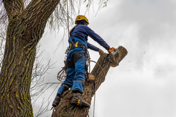 Best Firewood Processing and Delivery  in Beech Grove, IN