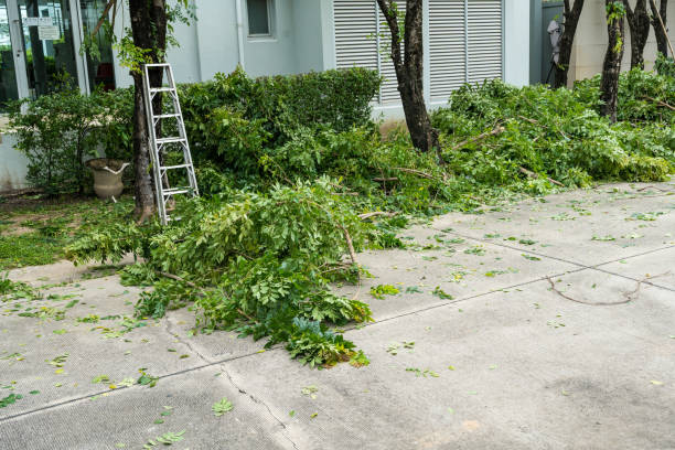 Beech Grove, IN Tree Care  Company