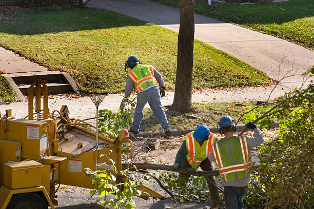 How Our Tree Care Process Works  in  Beech Grove, IN