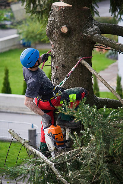 Best Hedge Trimming  in Beech Grove, IN