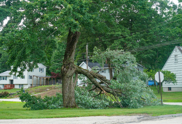 Best Hazardous Tree Removal  in Beech Grove, IN