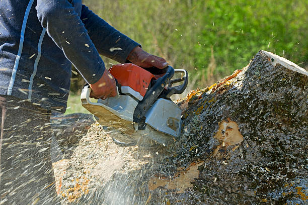 Best Arborist Consultation Services  in Beech Grove, IN